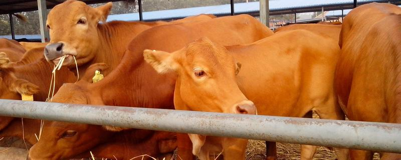鲁西黄牛养殖管理要点，如何管理小牛犊
