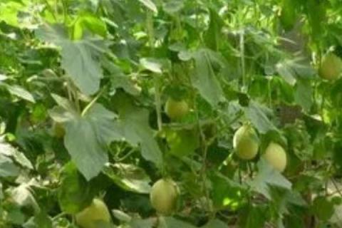 白兰瓜大棚栽培技术，播种以3月初为宜