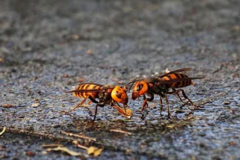 世界上最毒的蜂排名，这10种蜂千万不能惹