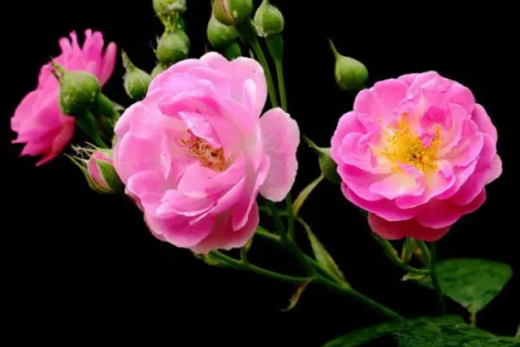 蔷薇花怎么养，蔷薇花的养殖方法和注意事项