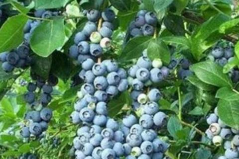 蓝莓多久可以挂果，移栽的幼苗通常在第二年便可挂果