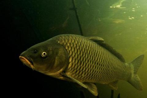 什么是暹罗鲤鱼，属于鲤科、印度鲤属淡水鱼类