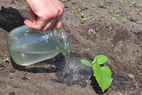 黄瓜出苗后什么时候浇水，根据土壤表面湿润程度来决定
