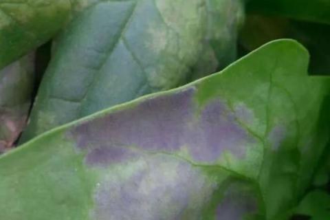 菠菜霜霉病，是由一种卵菌引起的病害