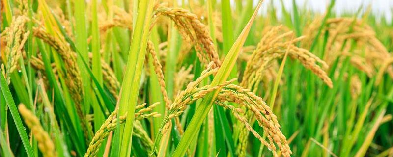 荃优325水稻种子特征特性，适宜播种期为4月底－5月上旬
