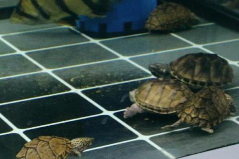 如何用鱼缸饲养金头龟，需将水温保持在20-30℃