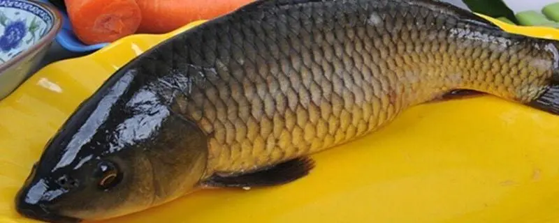鲢鱼的繁殖方式怎么受精怎么发育，详细解析