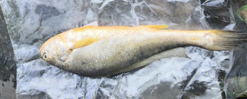 东海黄鱼是不是黄花鱼，黄花鱼又叫做黄鱼