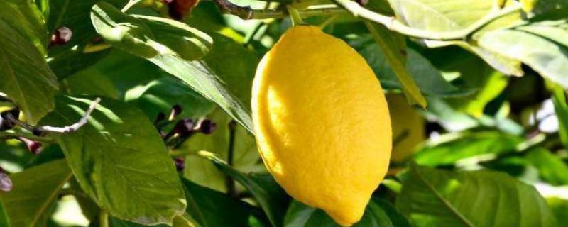 柠檬什么时候成熟，从10-12月陆续成熟