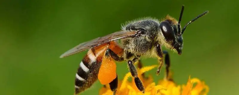 蜜蜂秋繁起止时间，蜜蜂秋季繁殖的具体时间是什么时候