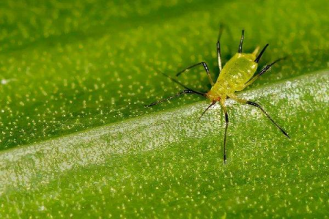金银花蚜虫危害症状及防治方法
