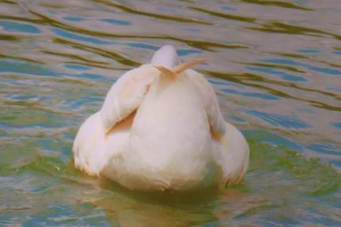 鹅会不会睡觉，会蹲着头藏在翅膀下面睡觉