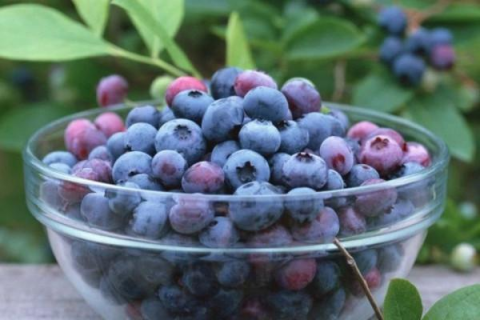 蓝莓的外皮是否可以食用，要吐皮吗