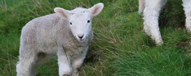 母羊脱肛羊羔能生出来吗，可以生产但产后需及时治疗