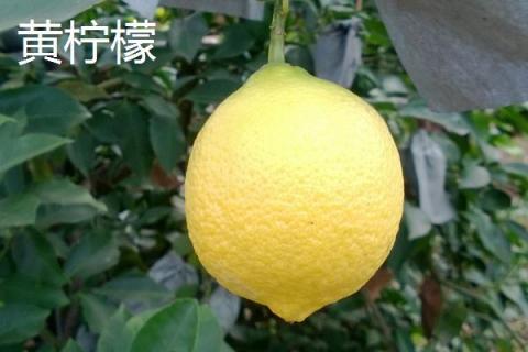柠檬什么时候成熟，从10-12月陆续成熟