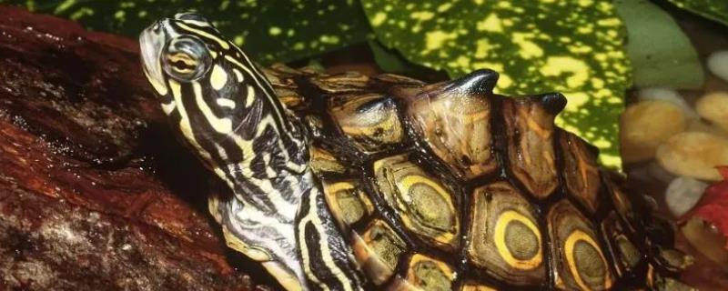 地图龟长得快不快，出生的第一年可以长5厘米