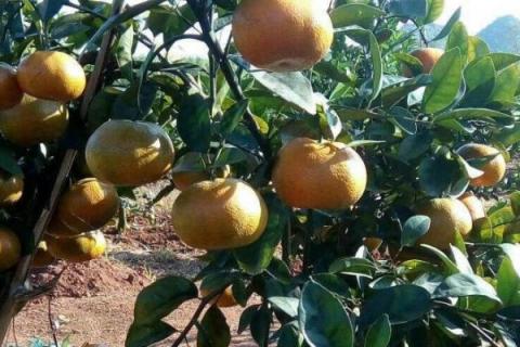 广西橘子的品种，常见的有沃柑、夏橙、砂糖橘等