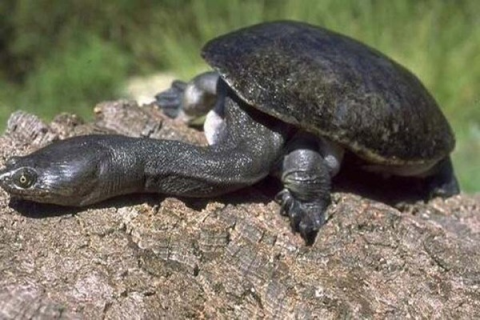 蛇颈龟如何养殖，