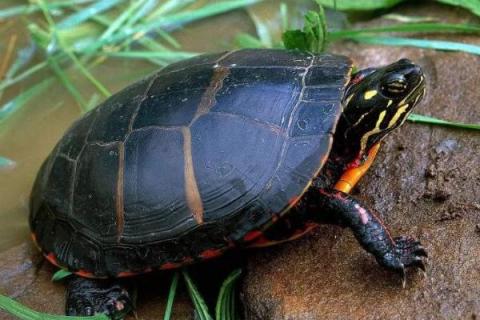 锦龟能长多大，成年后体长一般都会在10.2-25.1厘米之间