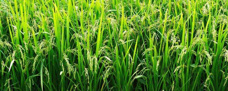 Q两优851水稻种子特点，籼型两系杂交水稻品种