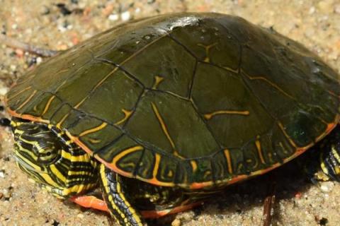 锦龟能长多大，成年后体长一般都会在10.2-25.1厘米之间