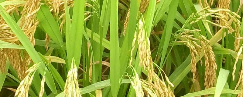 欣荣优粤农丝苗水稻品种的特性，籼型三系杂交水稻品种