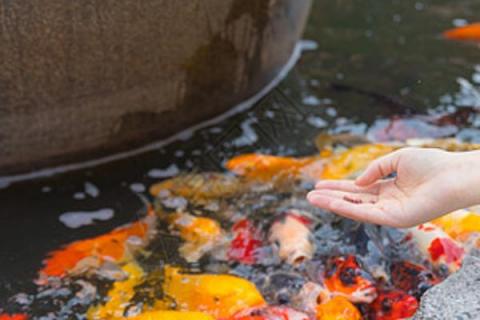 金鱼冬天多久喂食一次，根据水温的变化来调节喂食频率