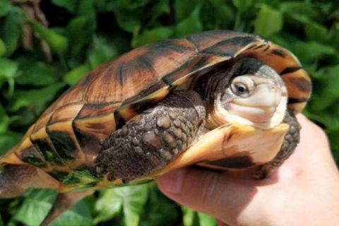 草龟和金钱龟的区别，饲养、外貌、寿命、习性等详细对比