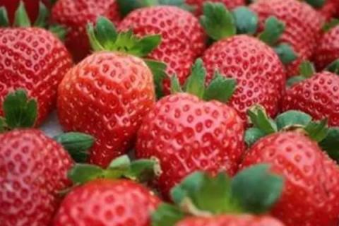 南方适合种什么品种的草莓，常见的有红颜草莓、章姬草莓、雪蜜草莓等