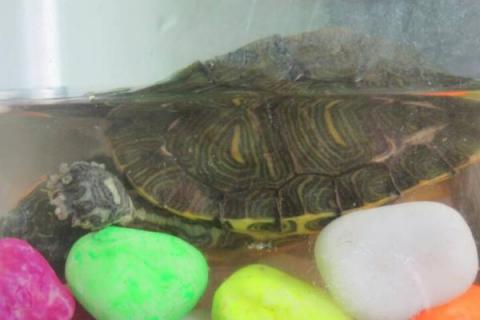 如何用鱼缸饲养金头龟，需将水温保持在20-30℃