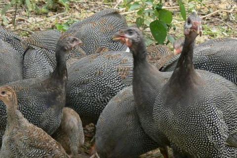 珍珠鸡的养殖技术，选择干燥且温暖的环境养殖为佳