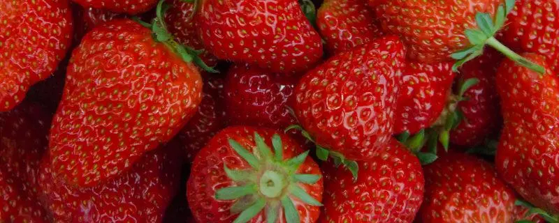 草莓育苗用种子还是用匍匐茎，育苗方法对比及种植技巧