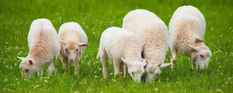 羊吃了玉米苗为什么会死，会引起中毒
