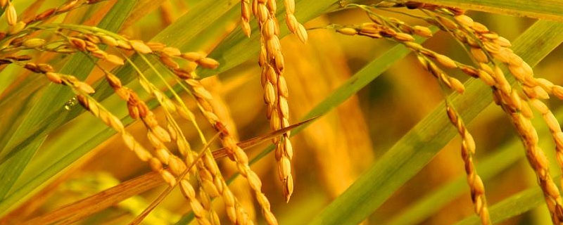 荟丰优3545水稻品种的特性，稻瘟病区注意防治稻瘟病