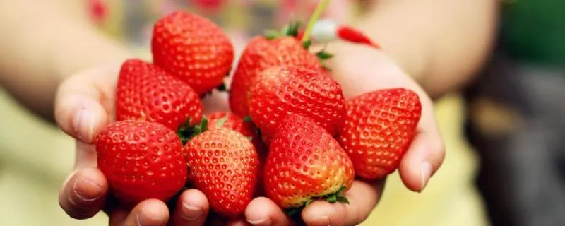 大棚种植草莓有什么优点