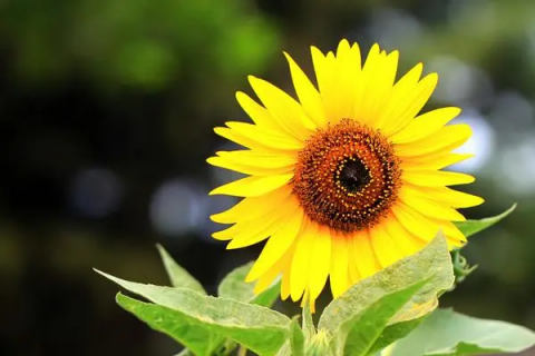 向日葵开花要多久，花期长短与生长环境、品种有关
