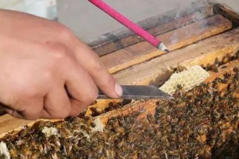 蜜蜂大肚病用什么药，选择病毒灵和多酶片等效果好