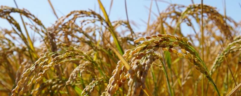 蓉7优粤农丝苗水稻种简介，每亩有效穗数15.4万穗