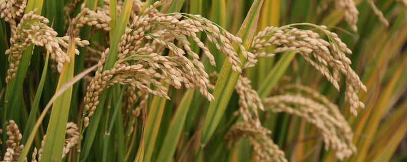 登两优008水稻种子介绍，每亩有效穗数16.1万穗