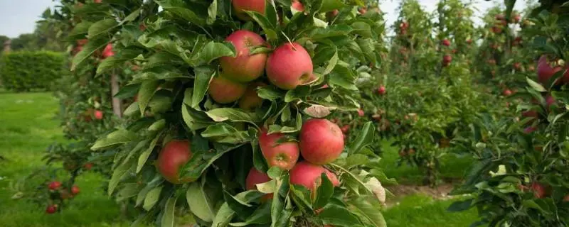苹果树春季修剪技术，七个技巧