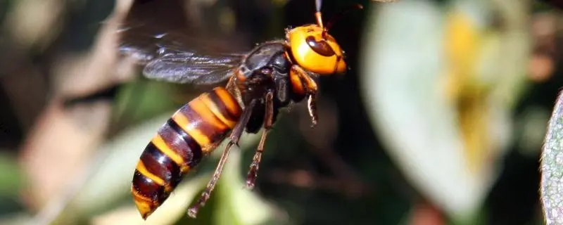 马蜂吃蜜蜂怎么对付，有效方法大揭秘