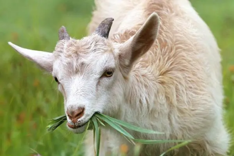 羔羊如何喂养，养殖方法和注意事项