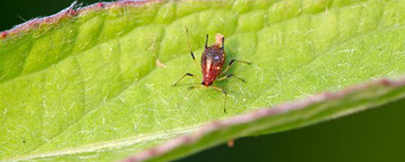 金银花蚜虫危害症状及防治方法