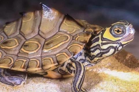 地图龟长得快不快，出生的第一年可以长5厘米