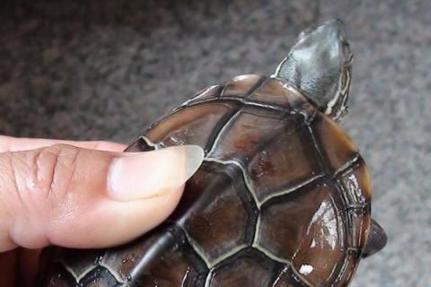 草龟一般养几只，可以根据容器的大小来决定