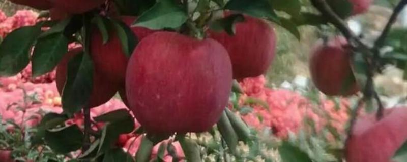 适合南方种植的苹果品种，适合种植泰山早霞、夏红苹果和华丹苹果