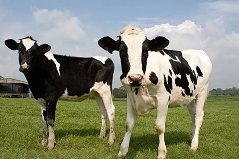 奶牛养殖技术，推荐几个优质的学习资源