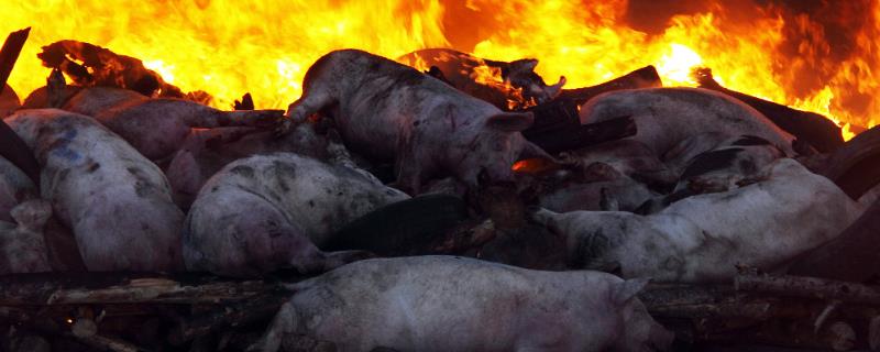 非洲猪瘟发病前期的症状，会出现体温上升、食欲减退等现象