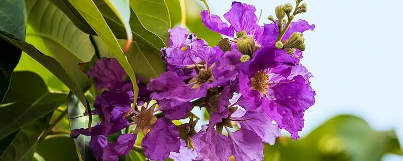 紫薇什么时候扦插繁殖比较好，最佳扦插时间和方法