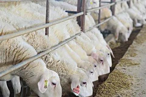 圈养羊如何正确喂养，要定时定量进行饲喂